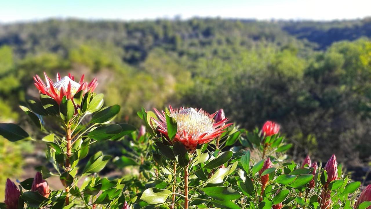 Woodlands Self Catering Hotell Knysna Eksteriør bilde